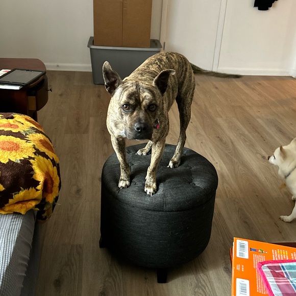 Meet your Posher, Cami - Picture 8 of 16